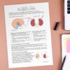 Infoblatt 